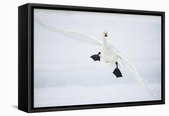 Whooper Swan (Cygnus Cygnus) Mid Flight over the Frozen Lake, Kussharo, Hokkaido, Japan-Wim van den Heever-Framed Premier Image Canvas