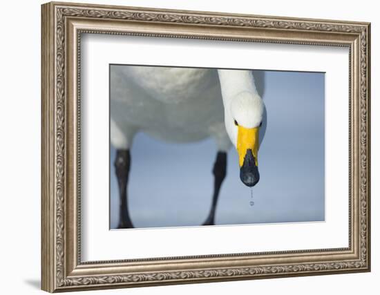 Whooper Swan (Cygnus Cygnus) Portrait, on Frozen Lake Kussharo, Hokkaido Japan, February-Wim van den Heever-Framed Photographic Print