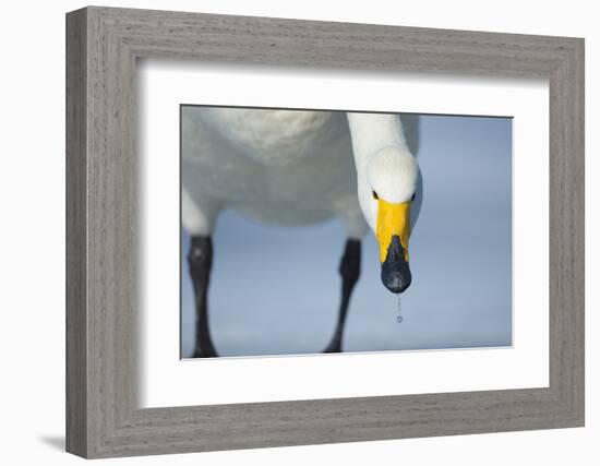 Whooper Swan (Cygnus Cygnus) Portrait, on Frozen Lake Kussharo, Hokkaido Japan, February-Wim van den Heever-Framed Photographic Print