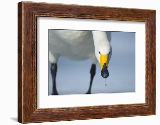 Whooper Swan (Cygnus Cygnus) Portrait, on Frozen Lake Kussharo, Hokkaido Japan, February-Wim van den Heever-Framed Photographic Print