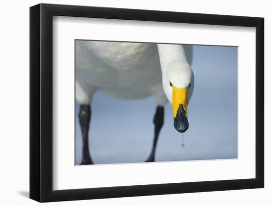 Whooper Swan (Cygnus Cygnus) Portrait, on Frozen Lake Kussharo, Hokkaido Japan, February-Wim van den Heever-Framed Photographic Print