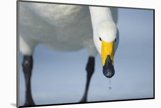 Whooper Swan (Cygnus Cygnus) Portrait, on Frozen Lake Kussharo, Hokkaido Japan, February-Wim van den Heever-Mounted Photographic Print