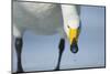 Whooper Swan (Cygnus Cygnus) Portrait, on Frozen Lake Kussharo, Hokkaido Japan, February-Wim van den Heever-Mounted Photographic Print