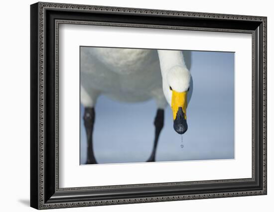 Whooper Swan (Cygnus Cygnus) Portrait, on Frozen Lake Kussharo, Hokkaido Japan, February-Wim van den Heever-Framed Photographic Print