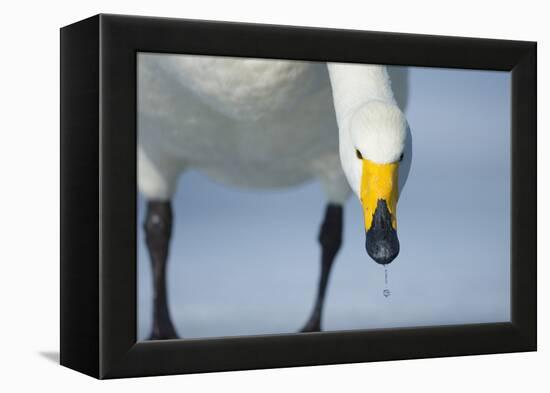 Whooper Swan (Cygnus Cygnus) Portrait, on Frozen Lake Kussharo, Hokkaido Japan, February-Wim van den Heever-Framed Premier Image Canvas