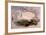 Whooper Swan, Cygnus Cygnus-Edward Lear-Framed Giclee Print