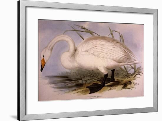 Whooper Swan, Cygnus Cygnus-Edward Lear-Framed Giclee Print