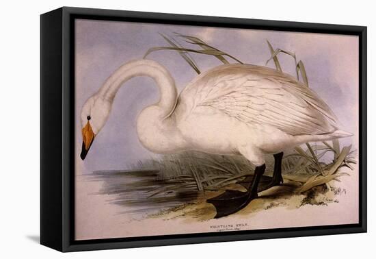 Whooper Swan, Cygnus Cygnus-Edward Lear-Framed Premier Image Canvas