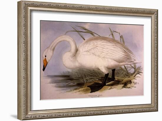 Whooper Swan, Cygnus Cygnus-Edward Lear-Framed Giclee Print