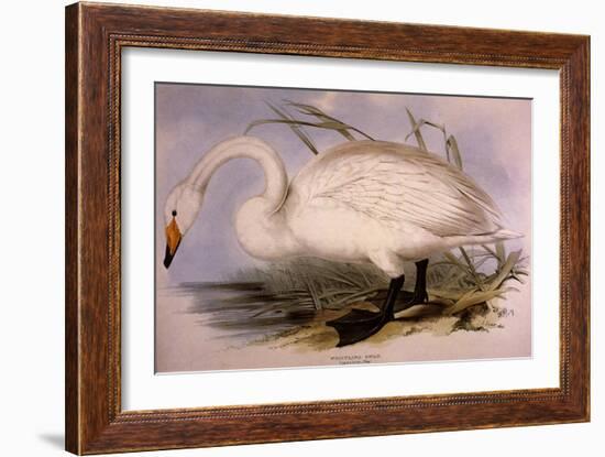 Whooper Swan, Cygnus Cygnus-Edward Lear-Framed Giclee Print