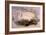 Whooper Swan, Cygnus Cygnus-Edward Lear-Framed Giclee Print