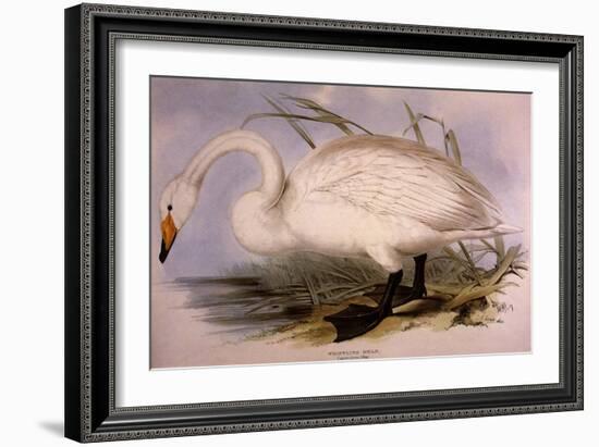 Whooper Swan, Cygnus Cygnus-Edward Lear-Framed Giclee Print