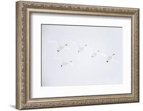 Whooper swan flock of five in flight. Hokkaido, Japan-Markus Varesvuo-Framed Photographic Print