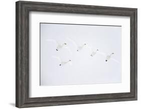 Whooper swan flock of five in flight. Hokkaido, Japan-Markus Varesvuo-Framed Photographic Print