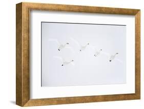Whooper swan flock of five in flight. Hokkaido, Japan-Markus Varesvuo-Framed Photographic Print