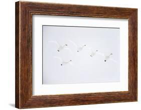 Whooper swan flock of five in flight. Hokkaido, Japan-Markus Varesvuo-Framed Photographic Print