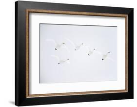 Whooper swan flock of five in flight. Hokkaido, Japan-Markus Varesvuo-Framed Photographic Print