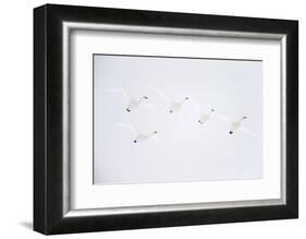 Whooper swan flock of five in flight. Hokkaido, Japan-Markus Varesvuo-Framed Photographic Print