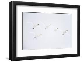 Whooper swan flock of five in flight. Hokkaido, Japan-Markus Varesvuo-Framed Photographic Print