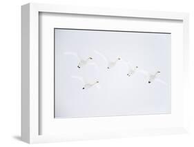 Whooper swan flock of five in flight. Hokkaido, Japan-Markus Varesvuo-Framed Photographic Print