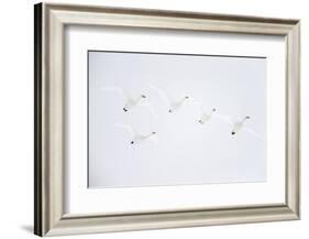 Whooper swan flock of five in flight. Hokkaido, Japan-Markus Varesvuo-Framed Photographic Print
