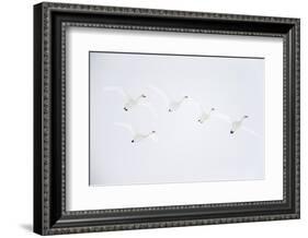 Whooper swan flock of five in flight. Hokkaido, Japan-Markus Varesvuo-Framed Photographic Print