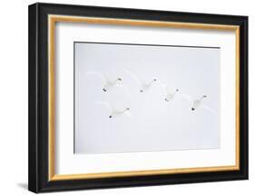 Whooper swan flock of five in flight. Hokkaido, Japan-Markus Varesvuo-Framed Photographic Print