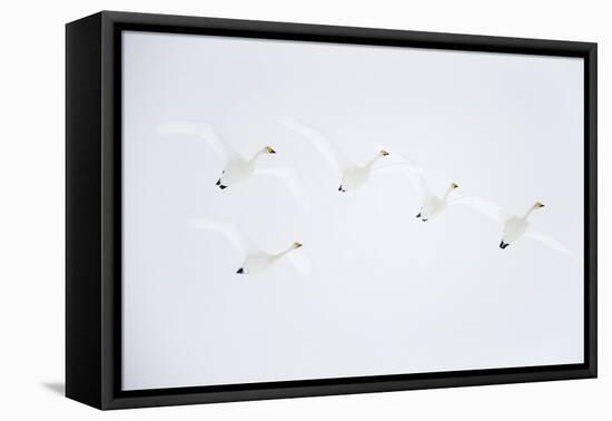 Whooper swan flock of five in flight. Hokkaido, Japan-Markus Varesvuo-Framed Premier Image Canvas