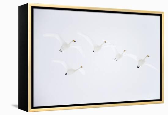 Whooper swan flock of five in flight. Hokkaido, Japan-Markus Varesvuo-Framed Premier Image Canvas