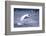 Whooper Swan Flying over Lake-DLILLC-Framed Photographic Print