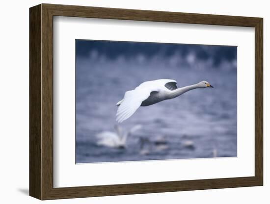 Whooper Swan Flying over Lake-DLILLC-Framed Photographic Print