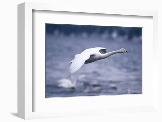 Whooper Swan Flying over Lake-DLILLC-Framed Photographic Print