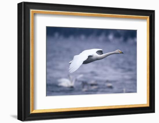 Whooper Swan Flying over Lake-DLILLC-Framed Photographic Print