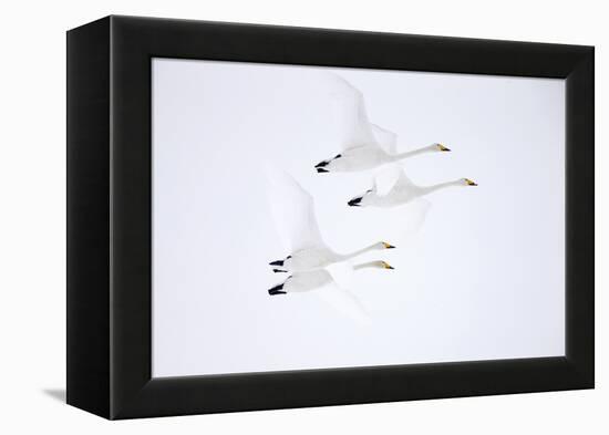 Whooper swan, four in flight. Hokkaido, Japan-Markus Varesvuo-Framed Premier Image Canvas