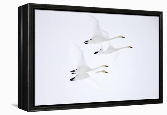 Whooper swan, four in flight. Hokkaido, Japan-Markus Varesvuo-Framed Premier Image Canvas