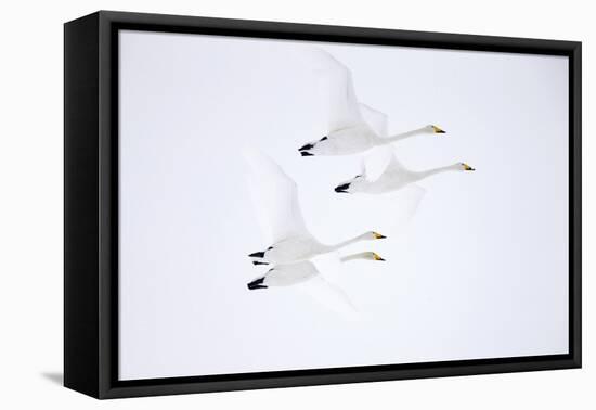 Whooper swan, four in flight. Hokkaido, Japan-Markus Varesvuo-Framed Premier Image Canvas