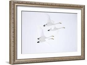 Whooper swan, four in flight. Hokkaido, Japan-Markus Varesvuo-Framed Photographic Print