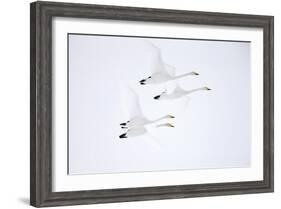 Whooper swan, four in flight. Hokkaido, Japan-Markus Varesvuo-Framed Photographic Print