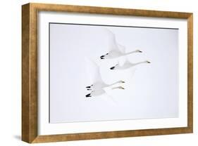 Whooper swan, four in flight. Hokkaido, Japan-Markus Varesvuo-Framed Photographic Print