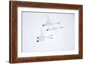 Whooper swan, four in flight. Hokkaido, Japan-Markus Varesvuo-Framed Photographic Print