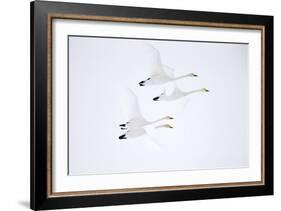 Whooper swan, four in flight. Hokkaido, Japan-Markus Varesvuo-Framed Photographic Print