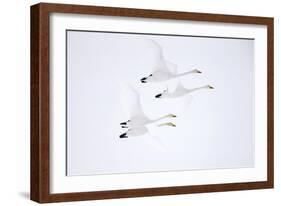 Whooper swan, four in flight. Hokkaido, Japan-Markus Varesvuo-Framed Photographic Print