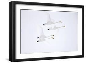 Whooper swan, four in flight. Hokkaido, Japan-Markus Varesvuo-Framed Photographic Print