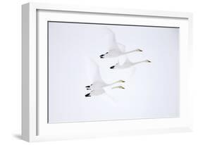Whooper swan, four in flight. Hokkaido, Japan-Markus Varesvuo-Framed Photographic Print