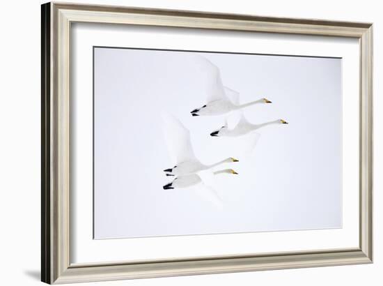 Whooper swan, four in flight. Hokkaido, Japan-Markus Varesvuo-Framed Photographic Print