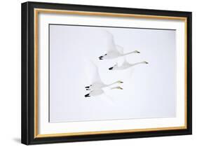 Whooper swan, four in flight. Hokkaido, Japan-Markus Varesvuo-Framed Photographic Print