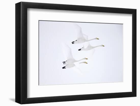 Whooper swan, four in flight. Hokkaido, Japan-Markus Varesvuo-Framed Photographic Print