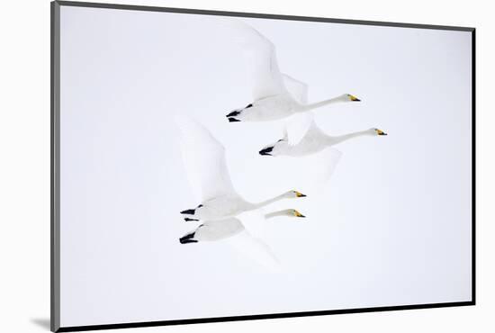 Whooper swan, four in flight. Hokkaido, Japan-Markus Varesvuo-Mounted Photographic Print