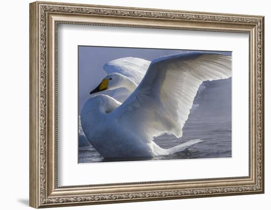 Whooper swan, Hokkaido Island, Japan-Art Wolfe-Framed Photographic Print