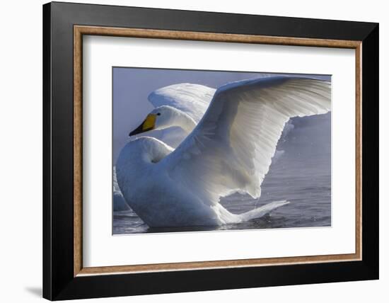 Whooper swan, Hokkaido Island, Japan-Art Wolfe-Framed Photographic Print